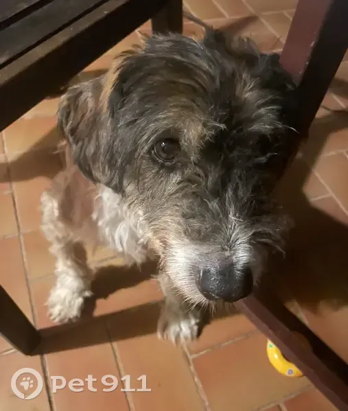 Chien craintif perdu à Sainte-Anastasie - photo