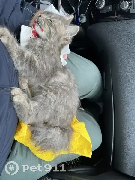 Chaton tigré trouvé à Fleury-la-Rivière - photo