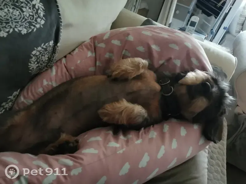 Chien perdu : Nestor, teckel à Cherbonnières - photo