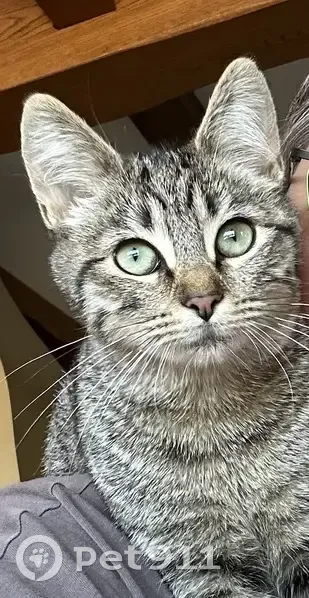Chaton tigrée perdu au Vanneau-Irleau - photo