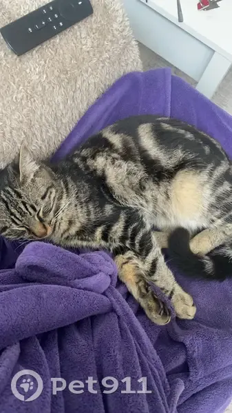 Chat mâle trouvé à Épinay-sur-Seine - photo