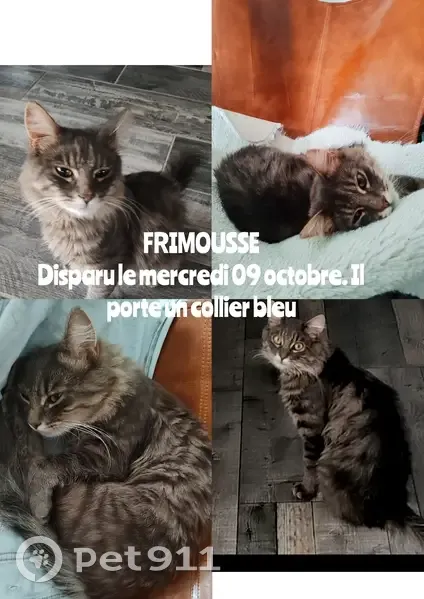 Chat perdu : Frimousse, croisé angora tigré - photo