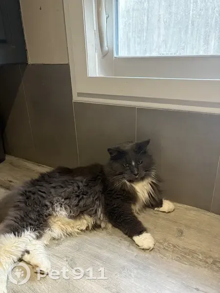 Main coon gris mâle disparu à Macey - photo