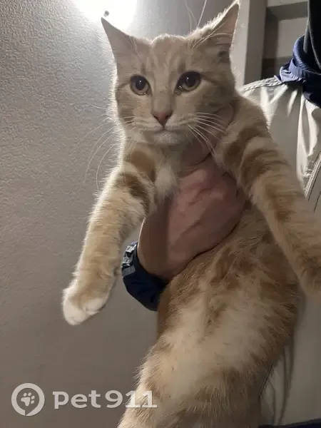 Chatte rousse trouvée à Armentières - photo