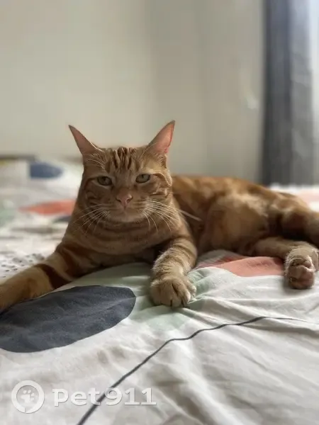 Chat roux perdu à Saint-Étienne - photo