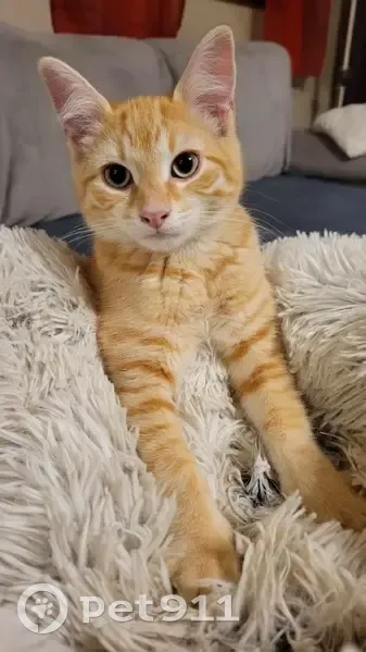 Chat roux perdu à Aussevielle - photo