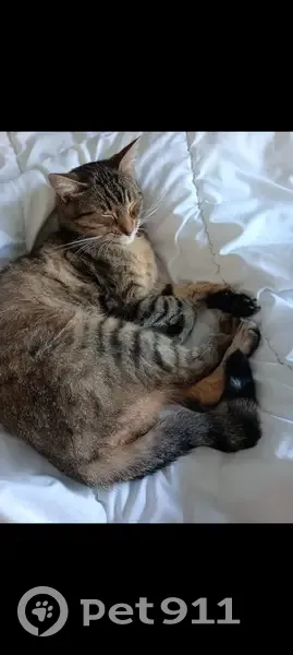 Chat perdu Chaco, blessé et apeuré à Noyant - photo
