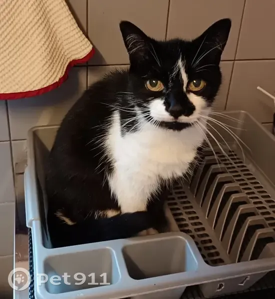 Chat perdu: Canaille, noire/blanche, Monthermé - photo