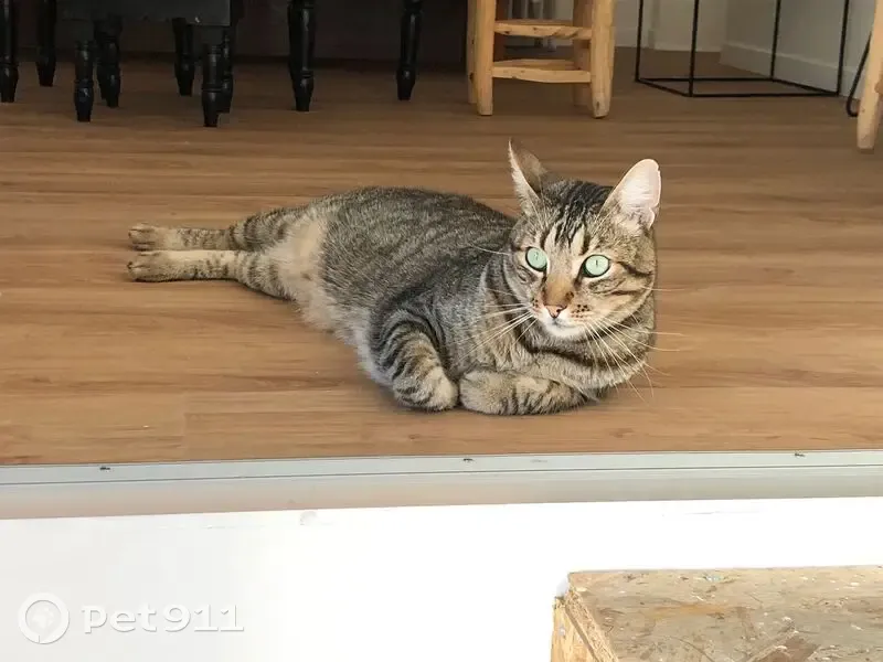 Chat tigré beige/gris disparu à Tours - photo