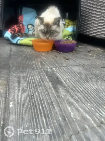 Chat crème affaibli trouvé à Saint-Béron - photo