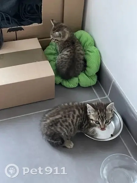 Deux chatons tigrés mâles trouvés à Marpiré - photo