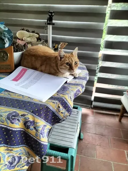 Chat sociable trouvé à Blagnac, Occitanie - photo