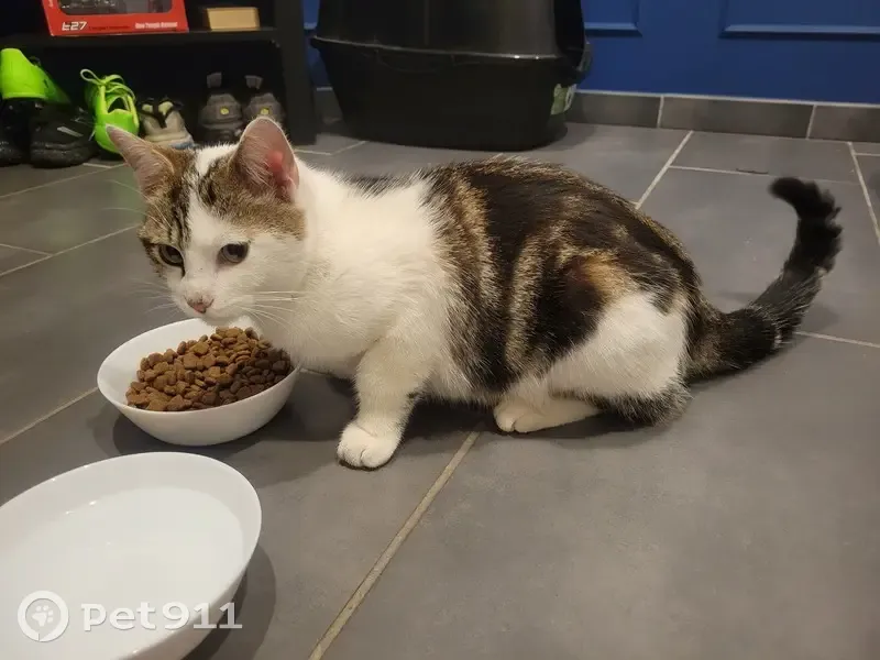 Chat trouvé près du casino du Havre - photo