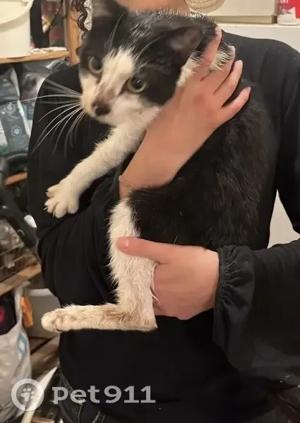 Chat noir et blanc trouvé à Rennes - photo