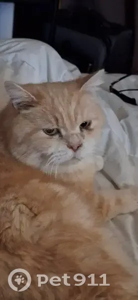 Chat persan trouvé, blessé, cherche propriétaire - photo