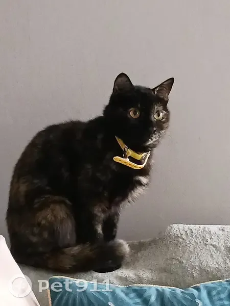 Chatte écaille 2 ans trouvée à Sorigny - photo