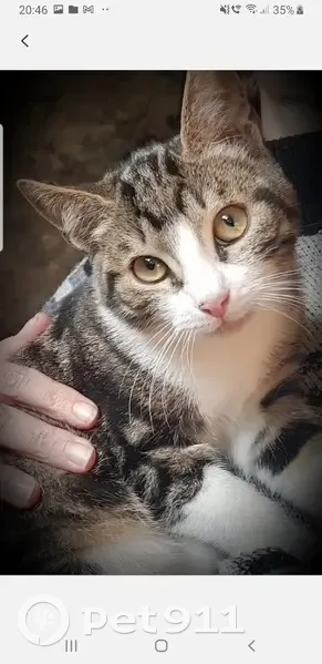 Chat tigre gris-blanc perdu à Labastide - photo