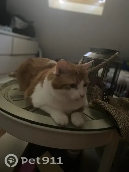 Chat roux et blanc perdu à Argences - photo