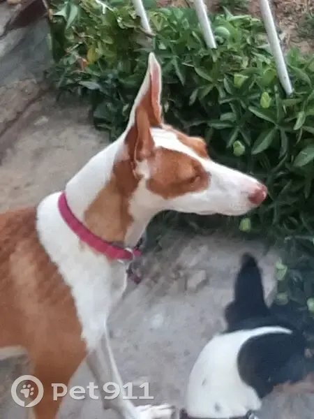 Chienne Podenco Dakota perdue à Ambérieux - photo