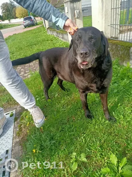 Labrador mâle trouvé à Seltz - photo