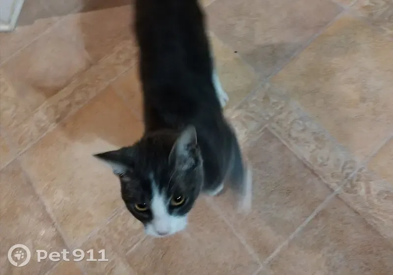 Chat trouvé avec collier gris, Le Plessis - photo