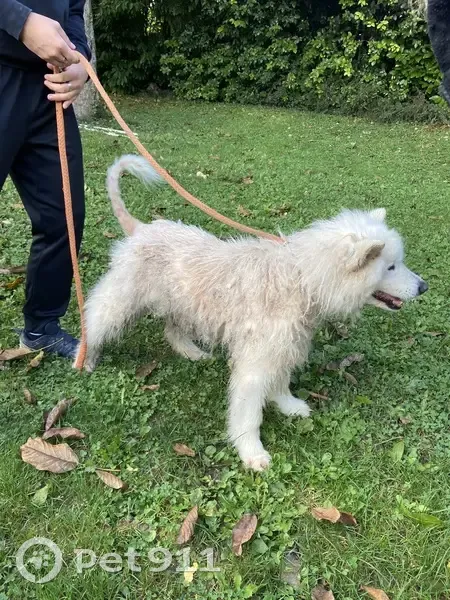 Samoyed blanche trouvée à Porte-de-Savoie - photo