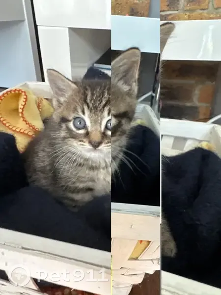 Chaton tigré trouvé à Mérignac - photo