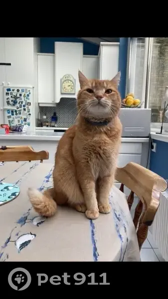 Chat perdu à Cherbourg : Newton disparu - photo
