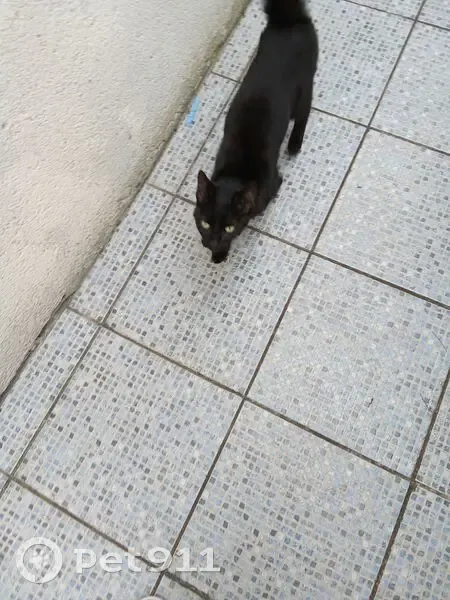 Chatte trouvée, 1 an, Saint-Brieuc - photo