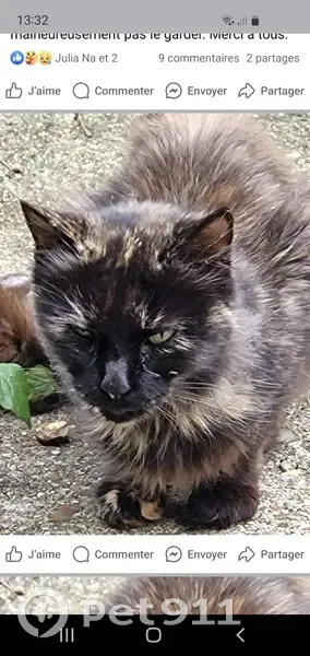 Chat trouvé mal en point à Achères - photo