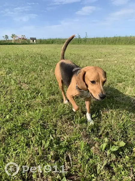 Beagle-Harrier perdu à Esquay-Notre-Dame - photo