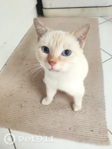 Chat mâle jeune trouvé à Béthune - photo