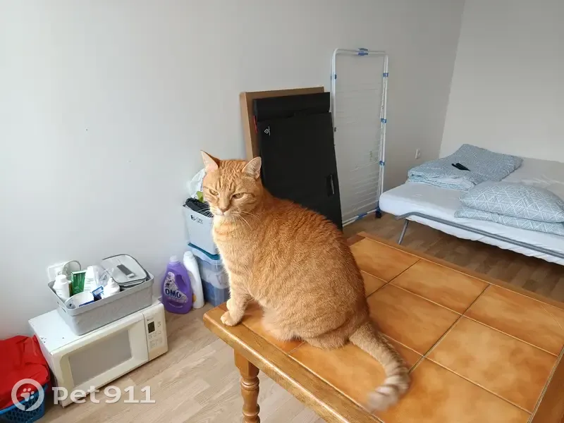 Chat roux Comète perdu à Glisy - photo