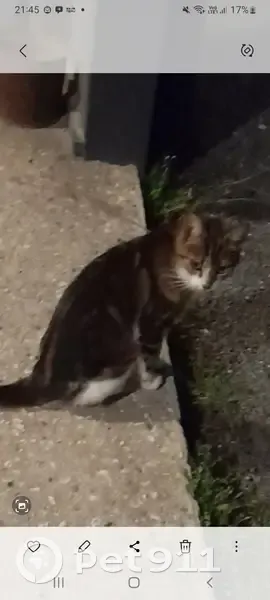 Chatte blanche et écaille trouvée à Vérac - photo