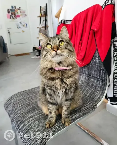 Chatte perdue à Laruscade, aidez-nous ! - photo