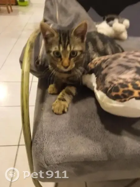 Chaton tigré trouvé à Narbonne - photo