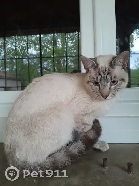 Chat perdu à Clairac : mâle blanc tigré - photo