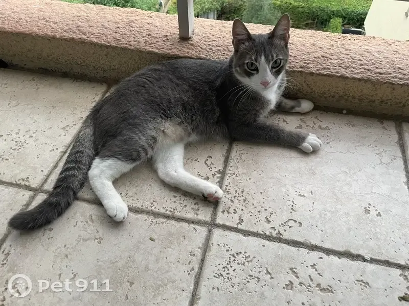 Chat perdu à La Trinité : Grizou gris/blanc - photo