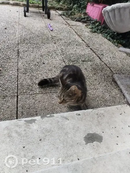 Chatte Raja disparue à Saint-Chéron - photo