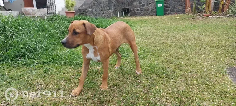 Chien blessé trouvé à La Possession - photo