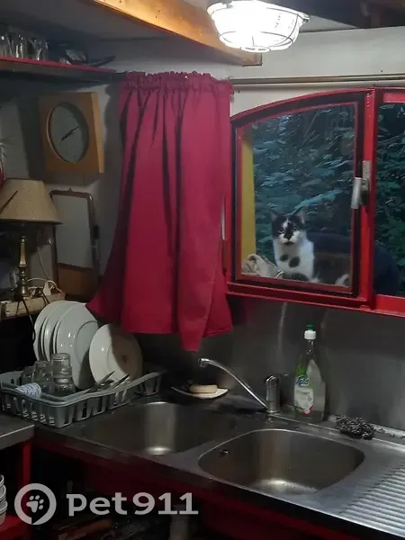 Chat mâle noir et blanc trouvé à Auzeville - photo