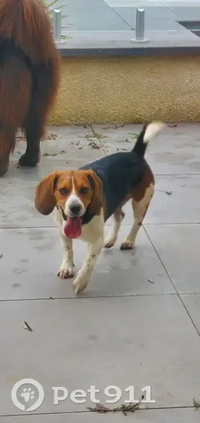 Beagle mâle sociable trouvé à Belleville - photo