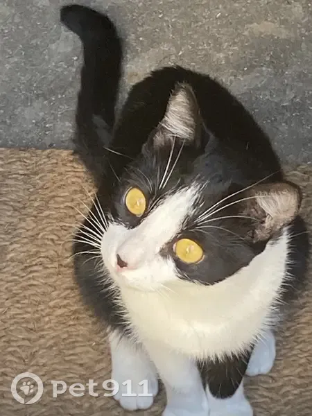 Chat noir et blanc perdu à Maussane - photo