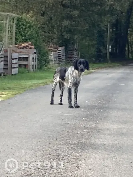 Chien craintif trouvé aux Eyzies - photo