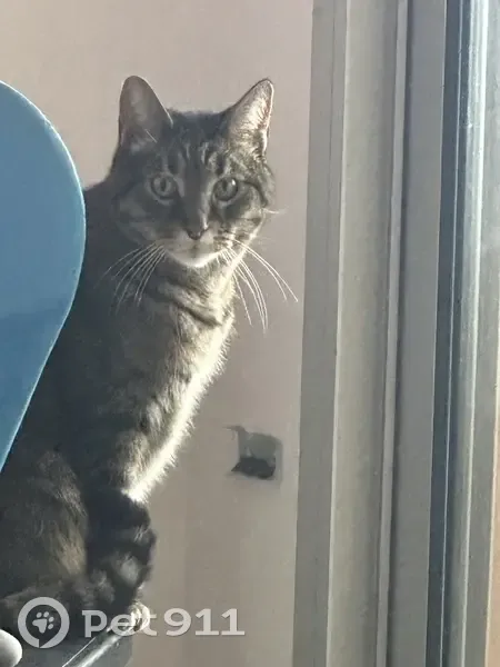 Chat européen gris tigre perdu à Cannes - photo