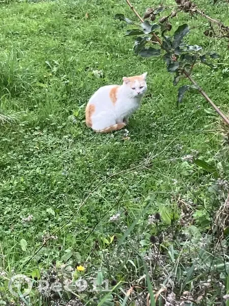 Chat errant repéré Impasse d'en Ricard - photo