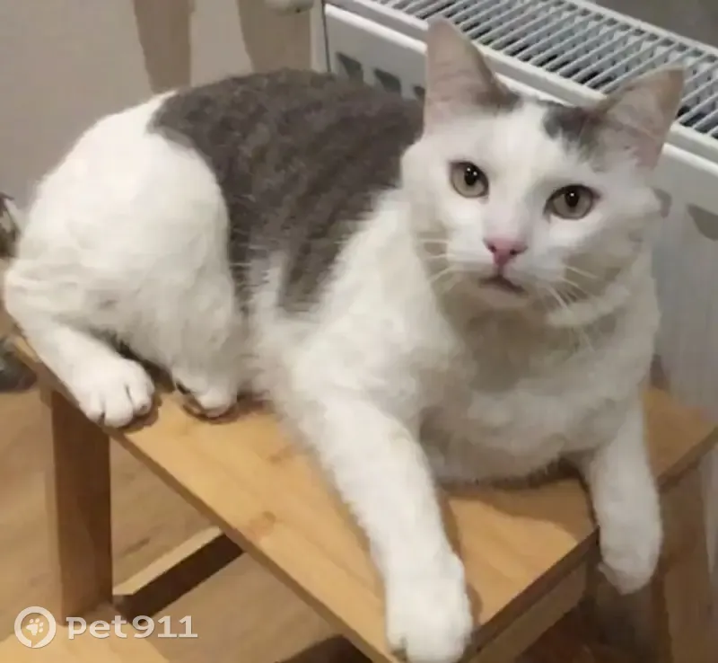 Chat blanc tacheté gris disparu à Aubière - photo