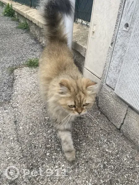 Chat angora trouvé à Nice, sociable - photo