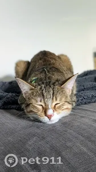 Chat tigré perdu à Ébreuil - photo