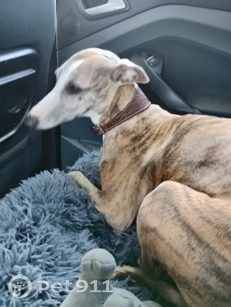 Whippet femelle perdue à Bruz - photo